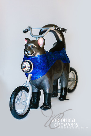 35 Motorcycle Cat (3)