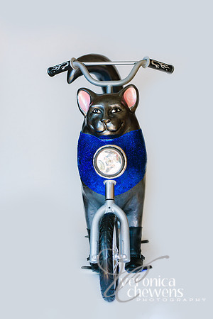 35 Motorcycle Cat